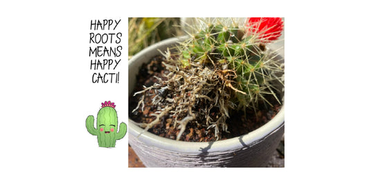 A Guide How to Repot a Cactus: Steps for Success