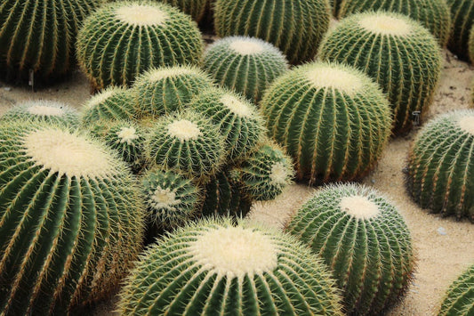Exploring the Diverse World of Types Of Indoor Cactus: A Guide to Different Types