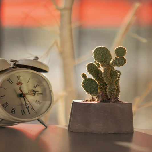 Do Cactus Need Sunlight? The Sunlit Secret: Understanding the Sunlight Needs of Cacti