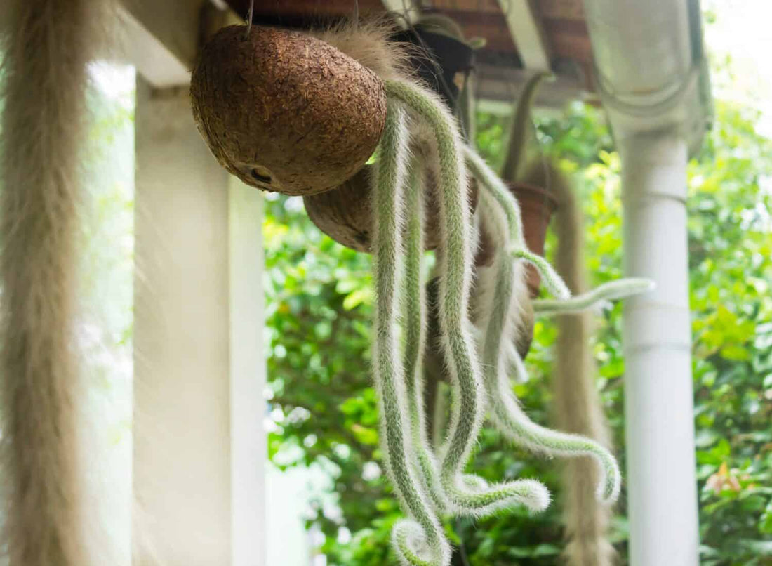 Monkey Tail Cactus Care Guide: Growing and Nurturing your Cleistocactus Winteri