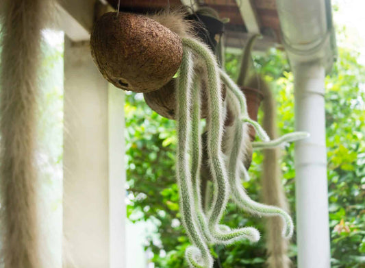 Monkey Tail Cactus Care Guide: Growing and Nurturing your Cleistocactus Winteri