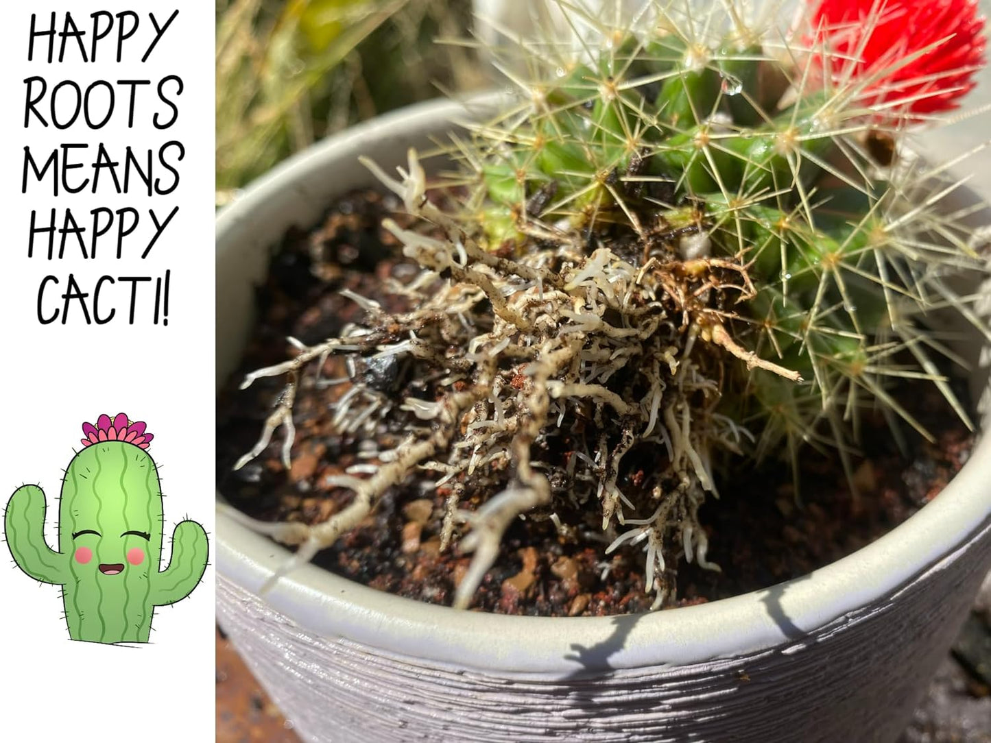 High Drainage Cactus Soil Potting Mix with Mycorrhizal Fungi - 4 Quarts of Soil - Slightly Acidic Blend
