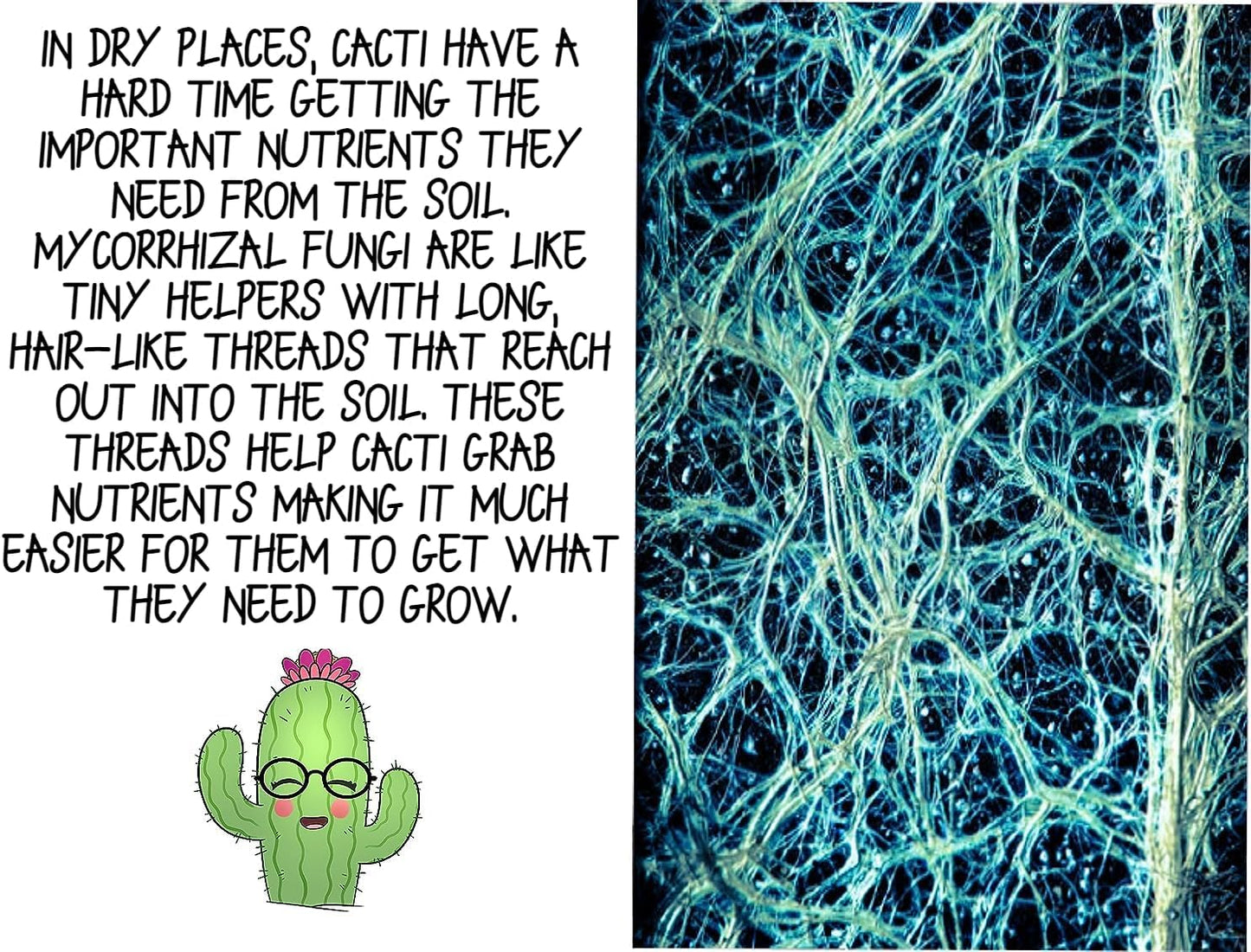 High Drainage Cactus Soil Potting Mix with Mycorrhizal Fungi - 4 Quarts of Soil - Slightly Acidic Blend